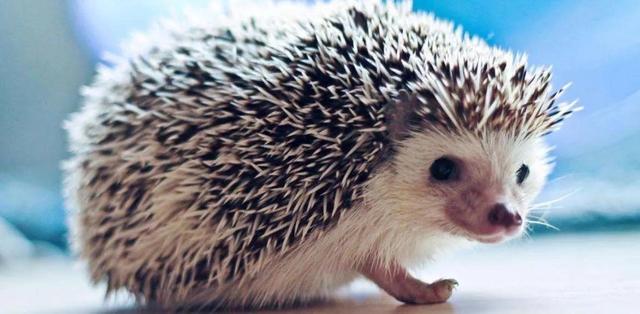 推荐学生养的狗狗（适合学生养的狗开销少又便宜）