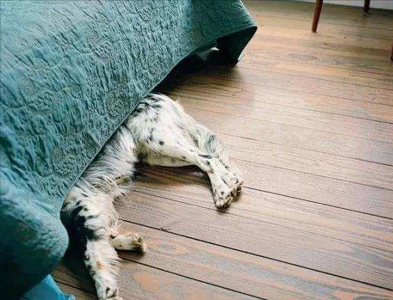 狗狗为什么睡在你脚下（狗狗睡在主人脚边是什么意思）