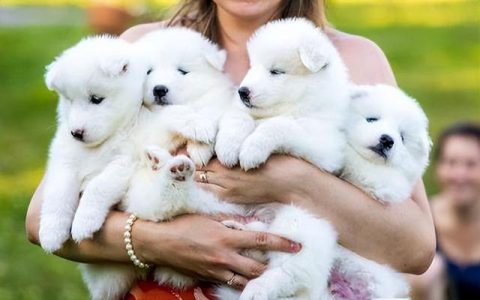 狗和犬的区别在哪里_是嘲讽_（犬和狗狗的区别）