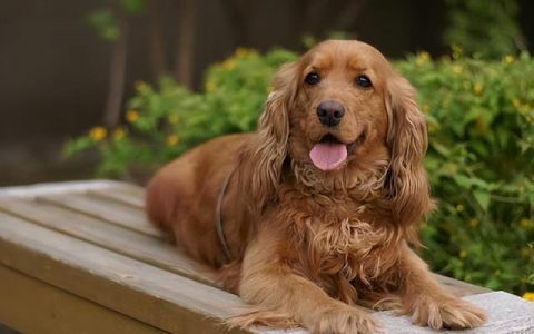 英国可卡犬多少钱一只（可卡犬大约多少钱一只）