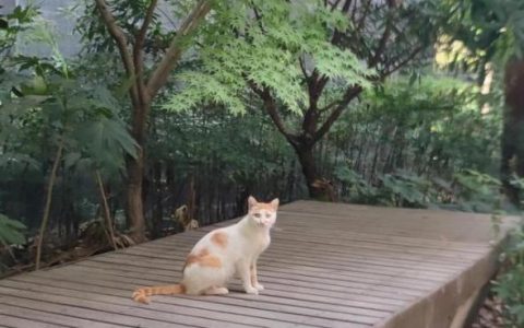 宠物店橘猫多少钱一只中华田园猫（宠物店橘猫多少钱一只幼崽）