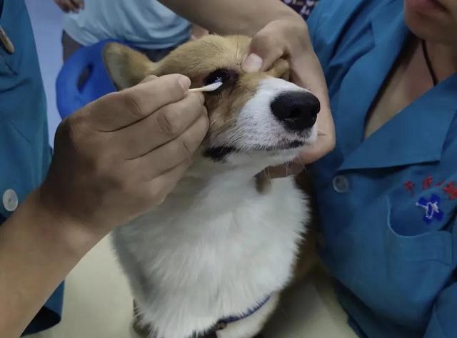 犬角膜炎图片和症状（犬角膜炎图片及症状）
