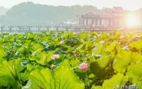 狗狗咋分公母（小狗如何分公母图解）