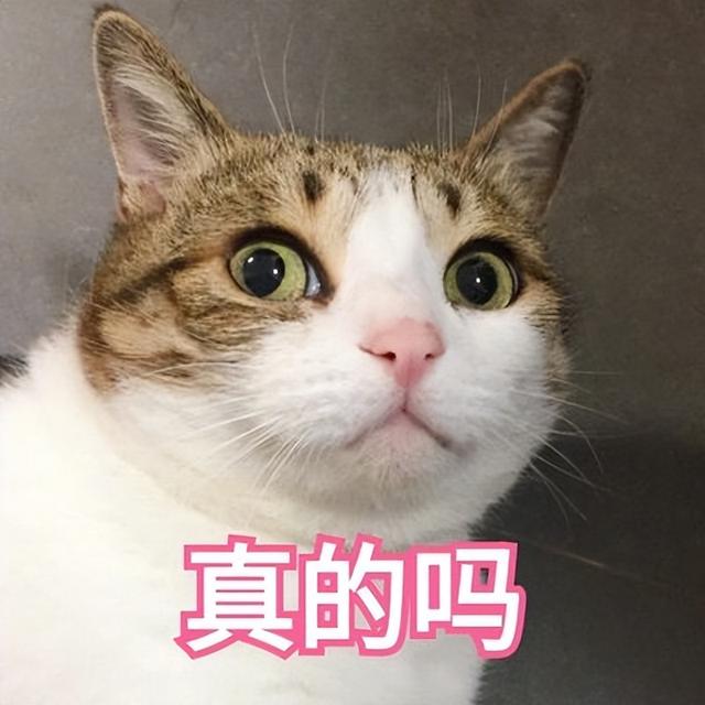 虎斑猫智商相当于人类几岁（虎斑猫智商有多高）