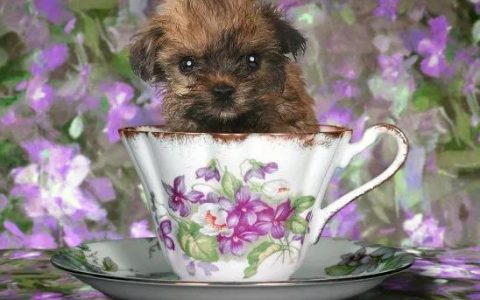 茶杯犬如何培育出来的（茶杯犬能养活多久）