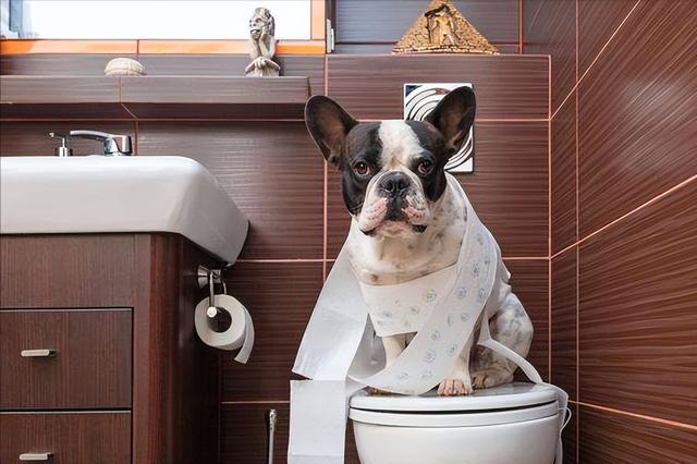 狗狗一般几个月犯脑炎（狗的脑炎潜伏期多久）