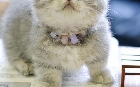 黑色曼基康猫多少钱一只（黑白曼基康猫一般要价多少）