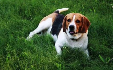 关于比格犬的作文（为什么把比格犬当做实验犬_）