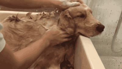 给狗洗澡的水温是多少度（给狗洗澡要多少温度的水）