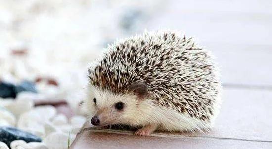 推荐学生养的狗狗（适合学生养的狗开销少又便宜）