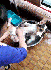 柯基犬智商排名第几_（柯基犬智商排名前100名）