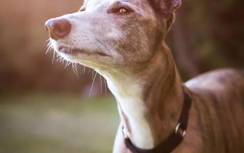格力犬多少钱一只小狗（格力犬多少钱一只能抓兔子的那种）