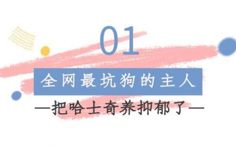 纯种哈士奇一般多少钱一只（一条纯种哈士奇要好多钱）