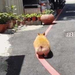 柯基犬智商排名第几_（柯基犬智商排名前100名）