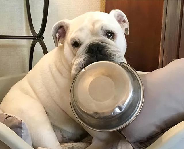 狗狗一般几个月犯脑炎（狗的脑炎潜伏期多久）