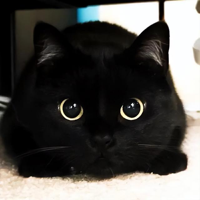 黑猫是玄猫 白猫是什么（黑色玄猫是什么品种）