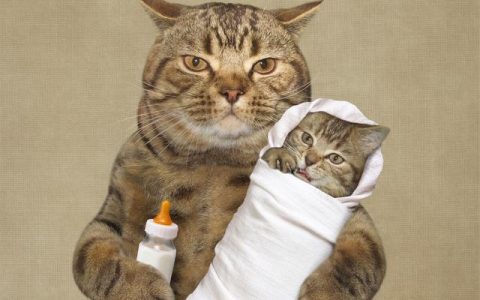 猫难产有什么表现（宠物猫难产有什么症状）