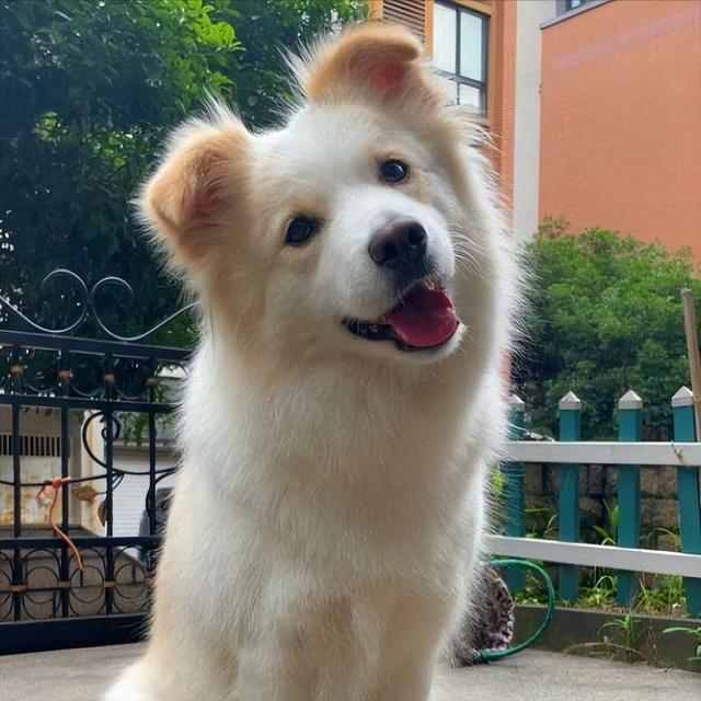 哈尼狗狗的视频小小哈(哈尼狗狗的视频之,狗狗能拥有几种笑容)