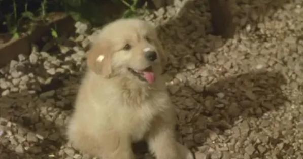 狗狗还剩最后一口气一天了（狗只剩一口气还能活不）