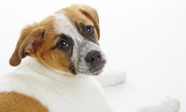 狗吐了该吃什么药（狗狗吐了应该吃什么药）