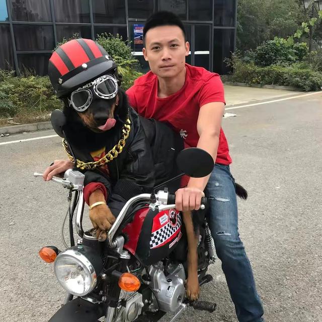 哈尼狗狗的视频小小哈(哈尼狗狗的视频之,狗狗能拥有几种笑容)