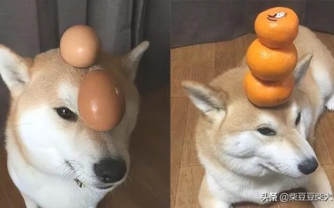 狗狗几个月训练最好呢视频（狗狗几个月训练最好呢呢）