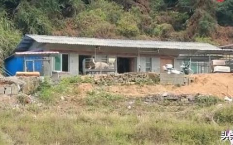 导盲犬哪里有卖的大概多少钱（购买一只导盲犬多少钱）