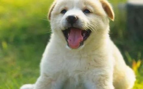英国猎兔犬图片（德国猎兔犬图片）