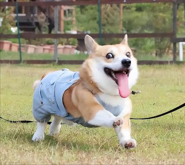 柯基犬智商排名第几_（柯基犬智商排名前100名）