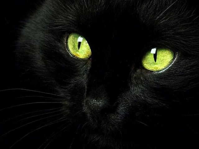 黑猫是玄猫 白猫是什么（黑色玄猫是什么品种）