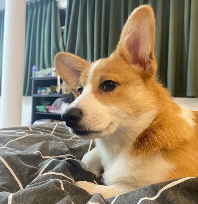 怎么训练柯基犬定点大小便？怎么训练柯基犬定点大小便呢！