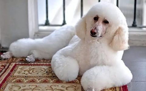 巨贵犬图片价格黑色（巨贵犬价格表 黑色）