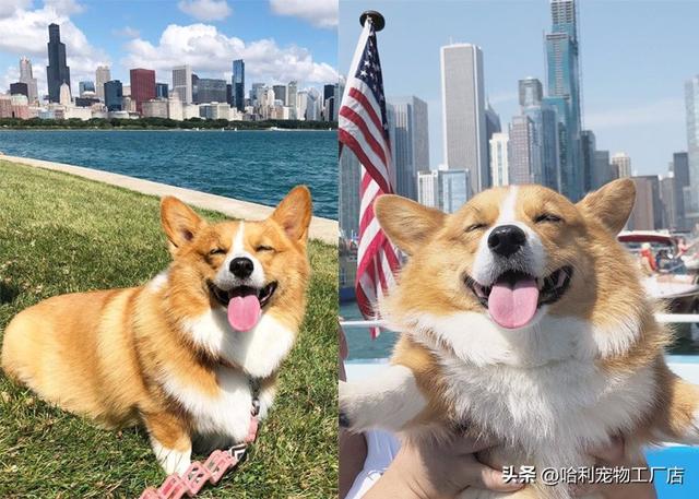 柯基犬图片大全可爱（黑色柯基犬图片大全）