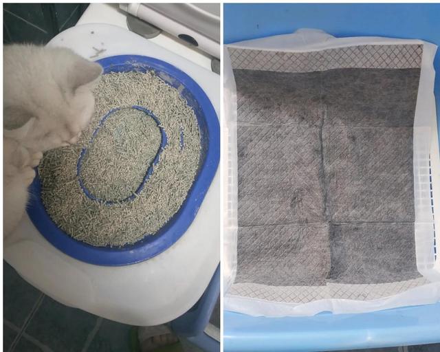 银渐层猫应该怎么养？养银渐层猫的坏处！