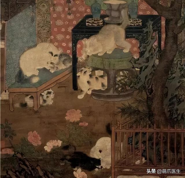 蓝猫和家猫杂交图片大全（蓝猫和家猫杂交图片视频）