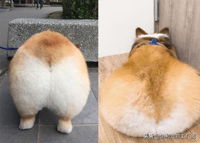 柯基犬图片大全可爱（黑色柯基犬图片大全）