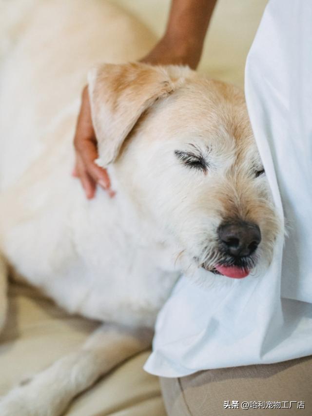 狗狗临死前的表现10天？狗狗临死前的表现10天 症状！