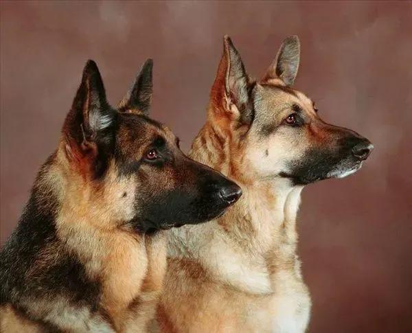 相狗经狗王(相狗经中最好的狗)