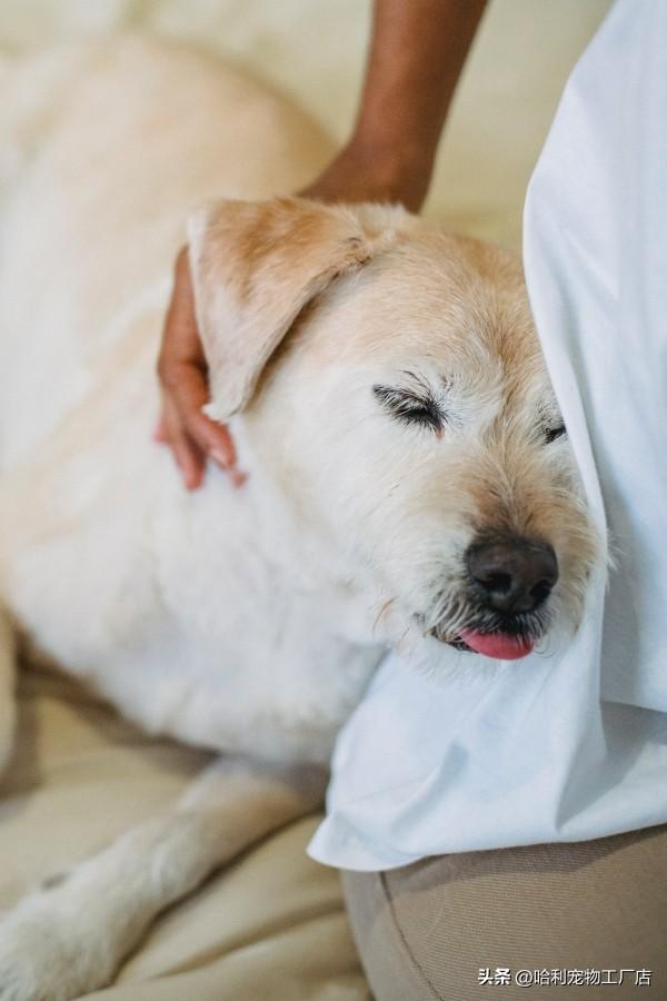 狗狗临死前的表现10天？狗狗临死前的表现10天 症状！