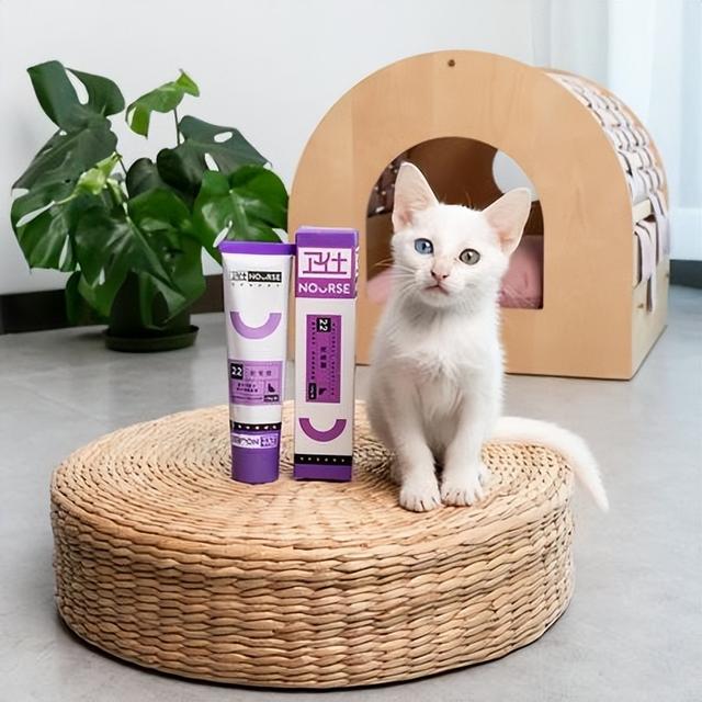 手套色布偶猫一般多少钱（重点色布偶猫和手套色布偶猫价格）