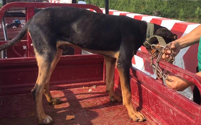 附近狗狗出售信息电话（附近狗狗出售信息大全）