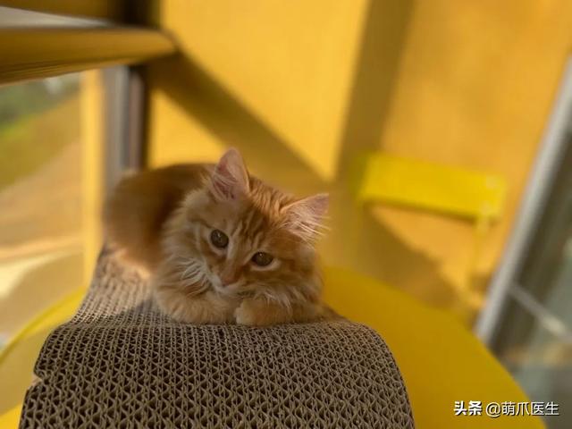 蓝猫和家猫杂交图片大全（蓝猫和家猫杂交图片视频）