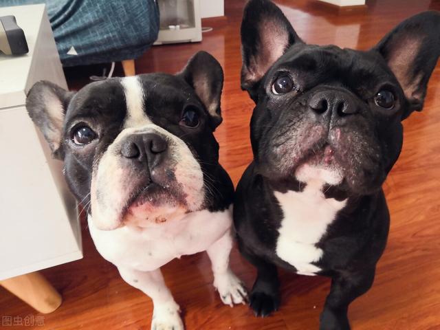 英国斗牛犬图片及价格表大全（英国斗牛犬图片及价格表视频）