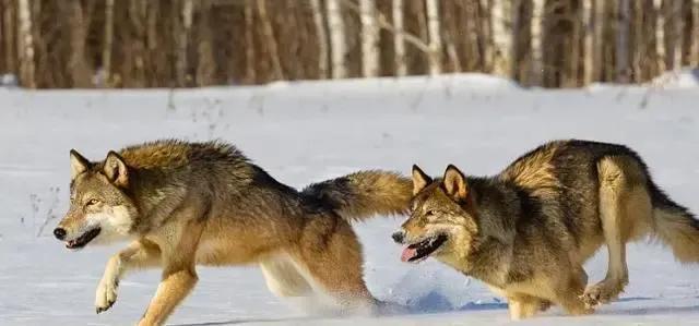 相狗经 专看土狗王（民间相狗经土狗怎样看是狗王）