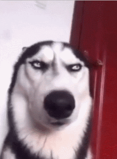 哈士奇图片搞笑表情包（哈士奇图片搞笑 表情）