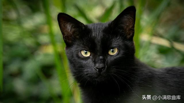 黑猫到底吉不吉利在日本（黑猫是否不吉利）