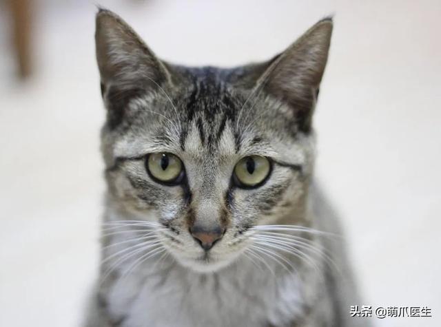 蓝猫和家猫杂交图片大全（蓝猫和家猫杂交图片视频）