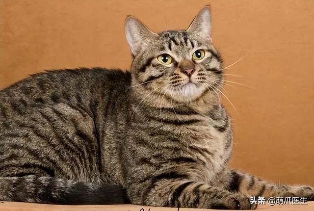 蓝猫和家猫杂交图片大全（蓝猫和家猫杂交图片视频）