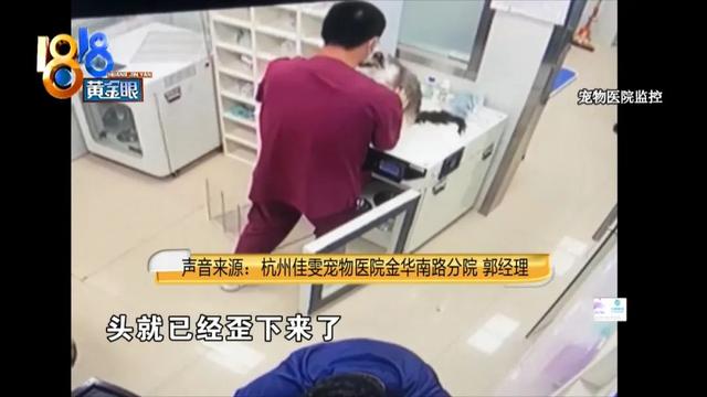 布偶猫价格多少钱一只2022（布偶猫价格多少钱一只幼猫）