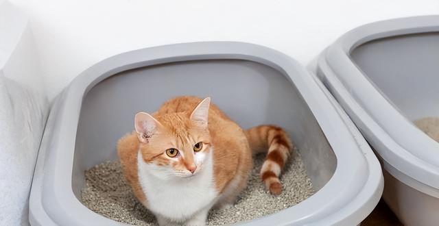 手套色布偶猫一般多少钱（重点色布偶猫和手套色布偶猫价格）